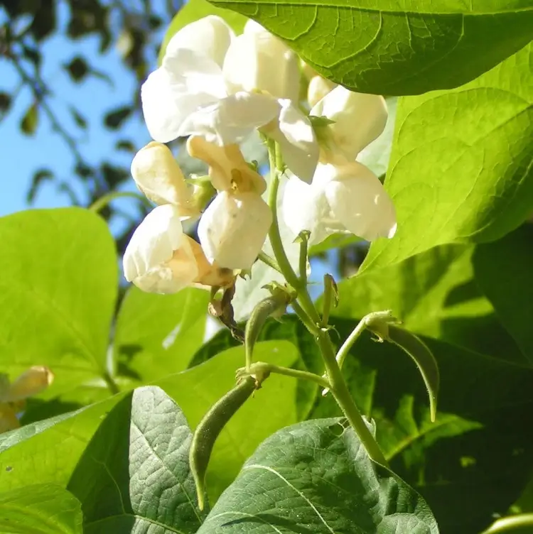 Bohnen-Blumen-Bohnen-Honig