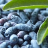 fruits de camerise