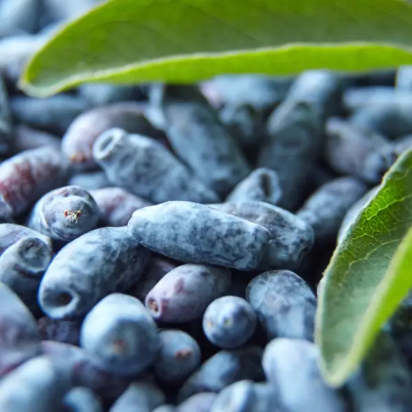 fruits de camerise