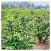 haskap berry bushes
