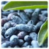 haskap berry fruits