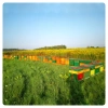 honey-taiga-apiary