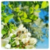 acacia-honey-from-the-apiary