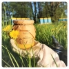 dandelion-honey-medium-from-the-apiary