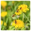 dandelion-honey-bees