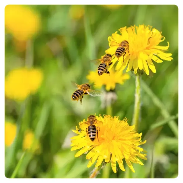 dandelion-honey-bees