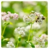 Buchweizen-Honig-Buchweizen-Blume