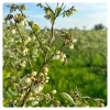 bee-on-a-blueberry-plantation-blueberry-honey