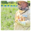 apiary-phacelia-honey-treasures-mites
