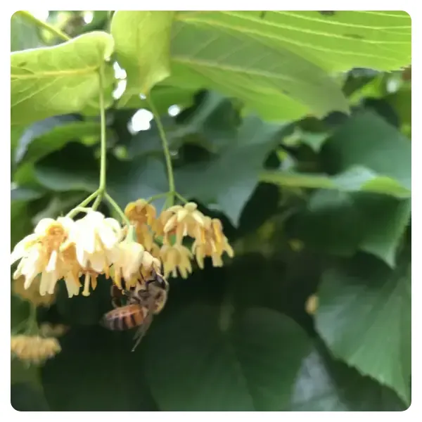 Lindenhonig-Lindenblüte