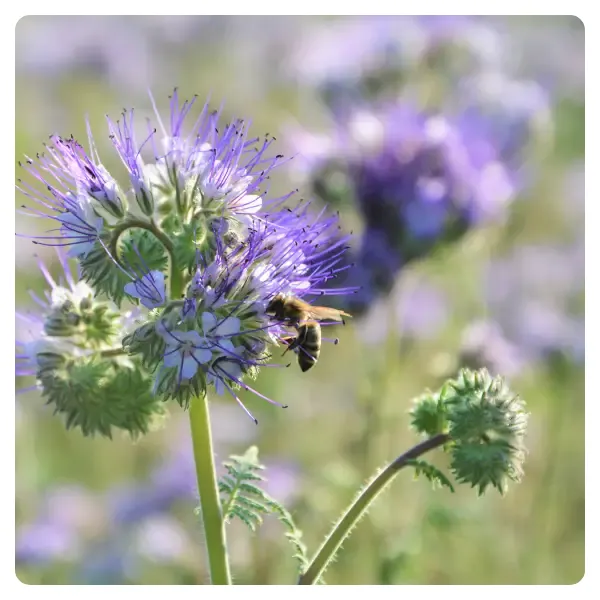 Phacelia-Honig-positiv