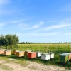 miod-borowkowy-z-plantacji-borowki-amerykanskiej-skarby-roztocza.webp