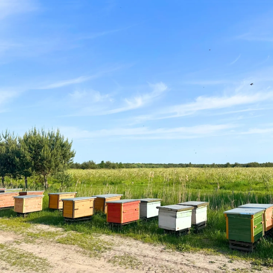 miod-borowkowy-z-plantacji-borowki-amerykanskiej-skarby-roztocza.webp