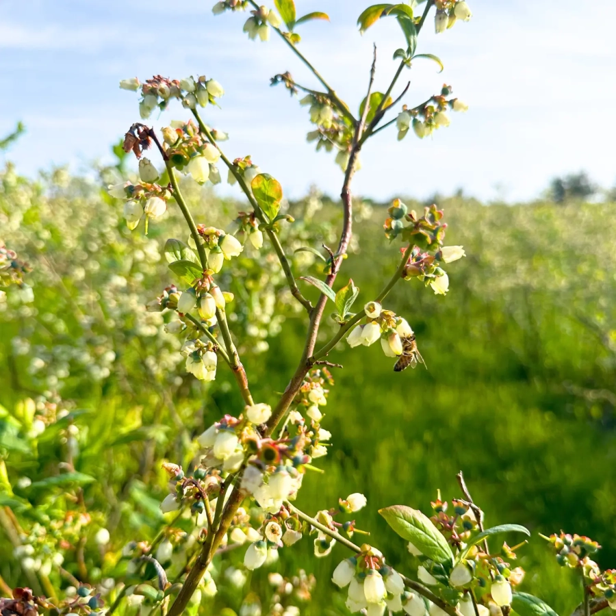 miel de myrtille d'une plantation de myrtilles d'Amérique trésors de roztocze miels