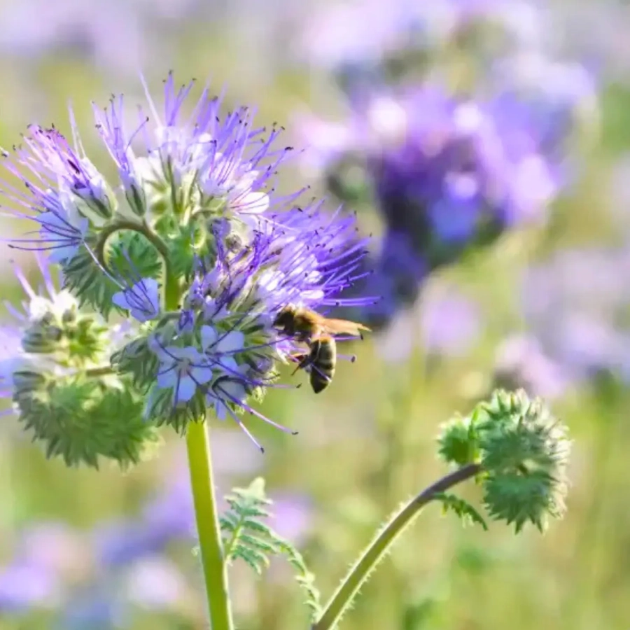 miels de phacelie rucher skarby roztocza phacelie bleue
