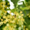 miel de tilleul fleur de tilleul de miellerie polonaise