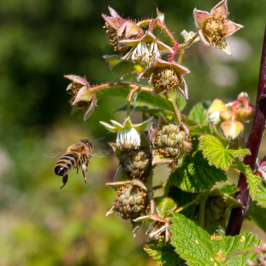 miod-malinowy-pszczola-kwiat-malin-plantacja.webp
