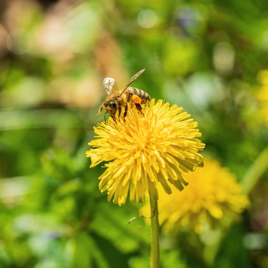 miel de pissenlit skarby roztocza abeilles pissenlit officinal