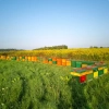miel de verge d'or rucher skarby roztocza