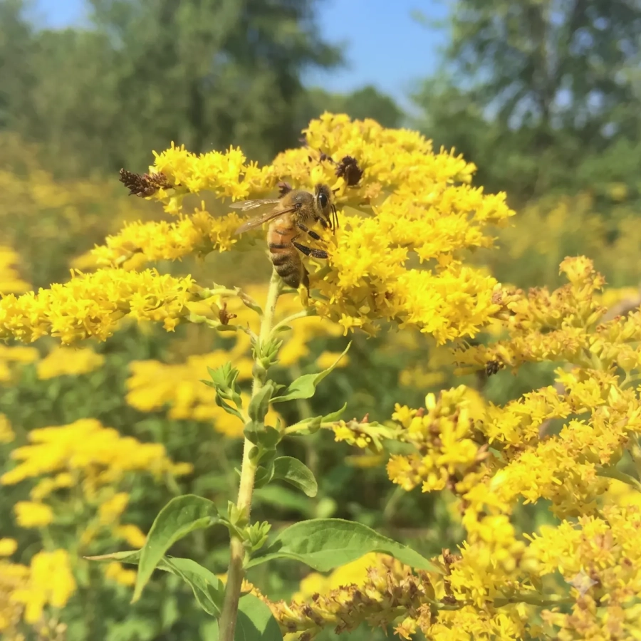 miod-nawlociowy-pszczola-pasieka.webp