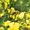 miel de colza miel blanc rucher skarby roztocza miels abeille