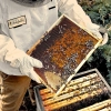 pain d'abeilles rucher tresors de roztocze cadre