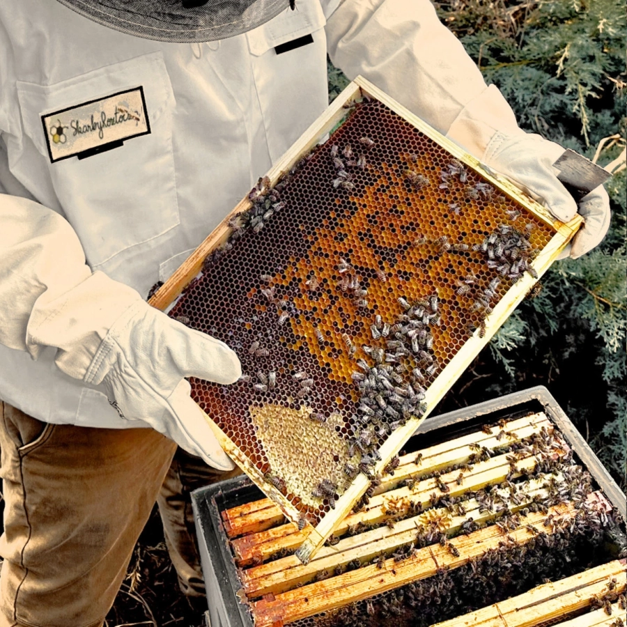 pain d'abeilles rucher tresors de roztocze cadre