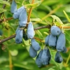jagoda-kamczacka-na-krzaku-skarby-roztocza.webp