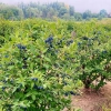 jagoda-kamczacka-krzewy-2 (1).webp