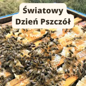 swiatowy-dzien-pszczol