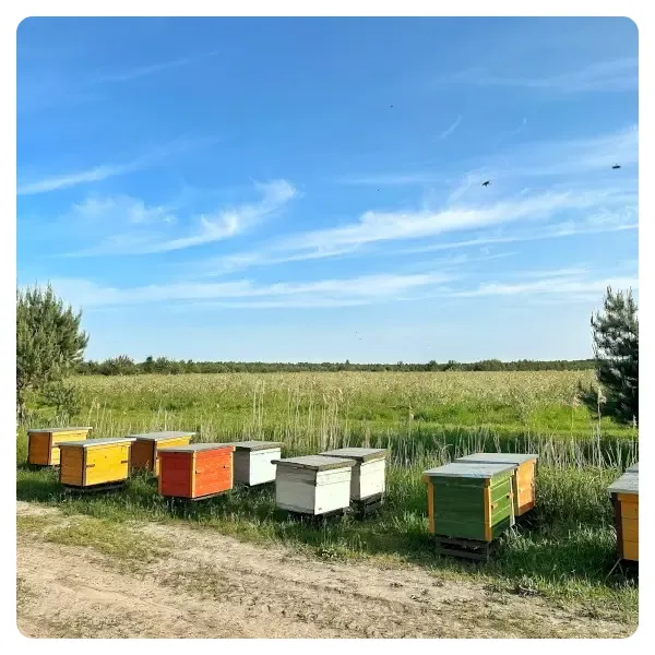 Miód borówkowy na plantacji