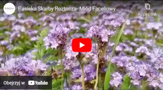 Zobacz jak powstaje miód faceliowy.